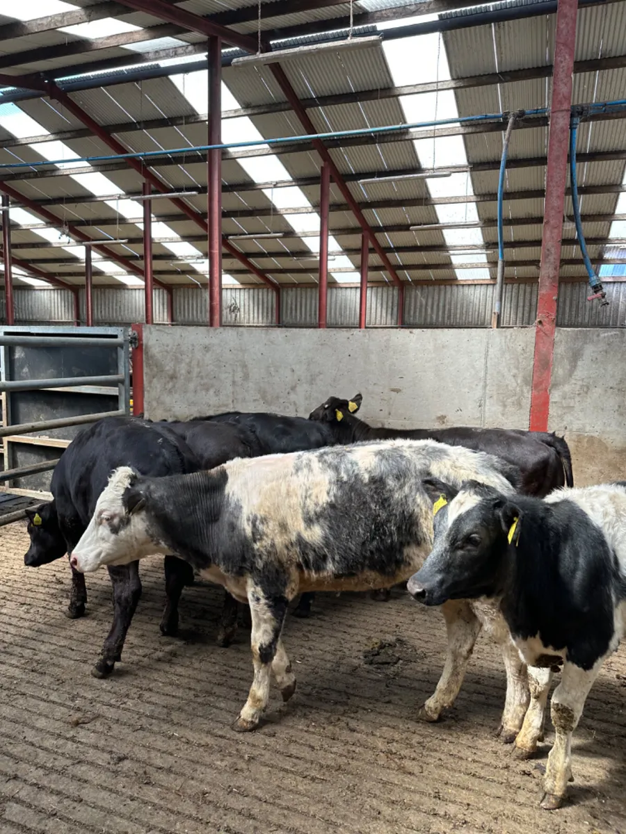 Lim and blue heifers - Image 2
