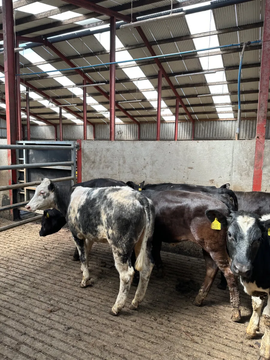 Lim and blue heifers - Image 1