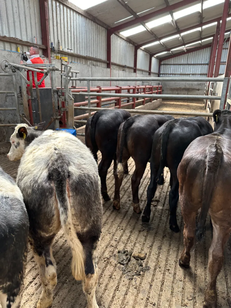 Lim and blue heifers - Image 4