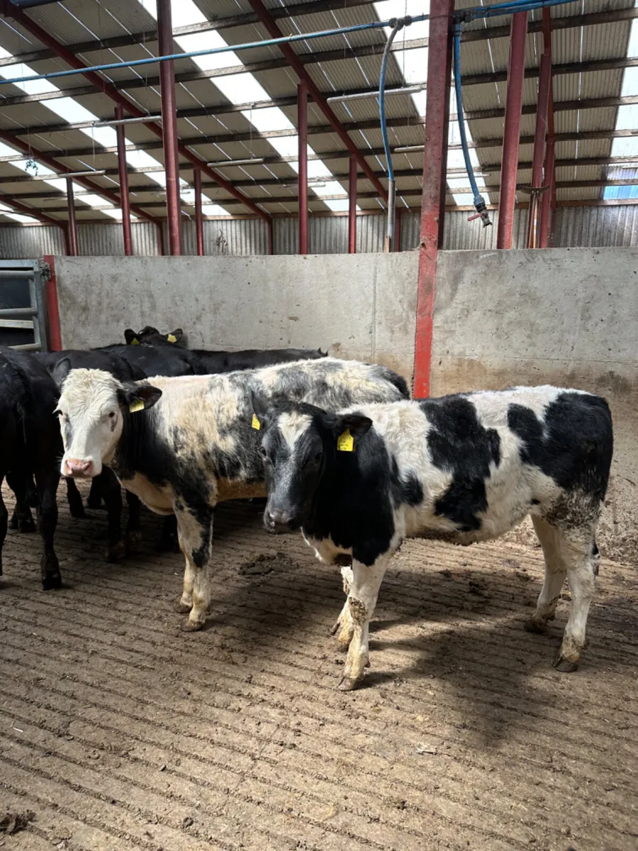 Lim and blue heifers - Image 3