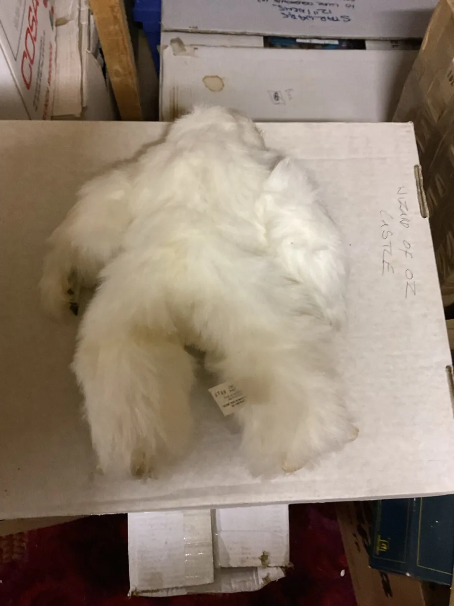Wampa - Image 2