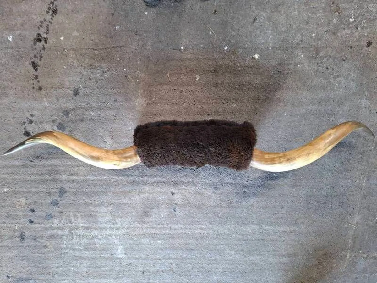 bull horns - Image 2