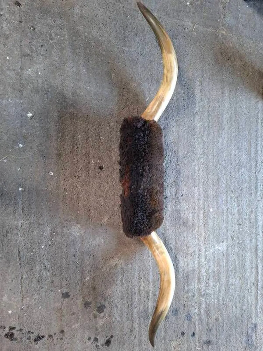 bull horns - Image 3
