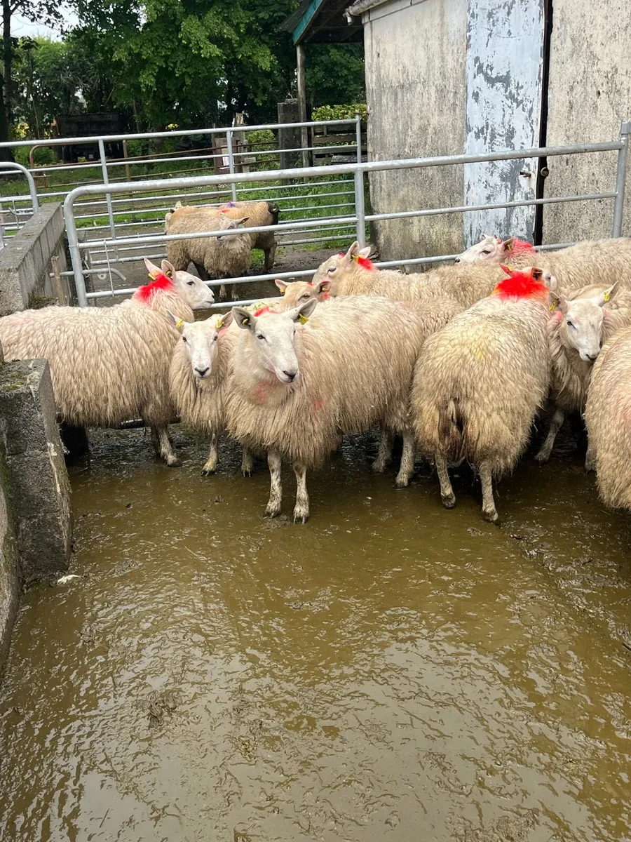 20 💥smashing Cheviot and texel ewe hoggets 💥 - Image 1