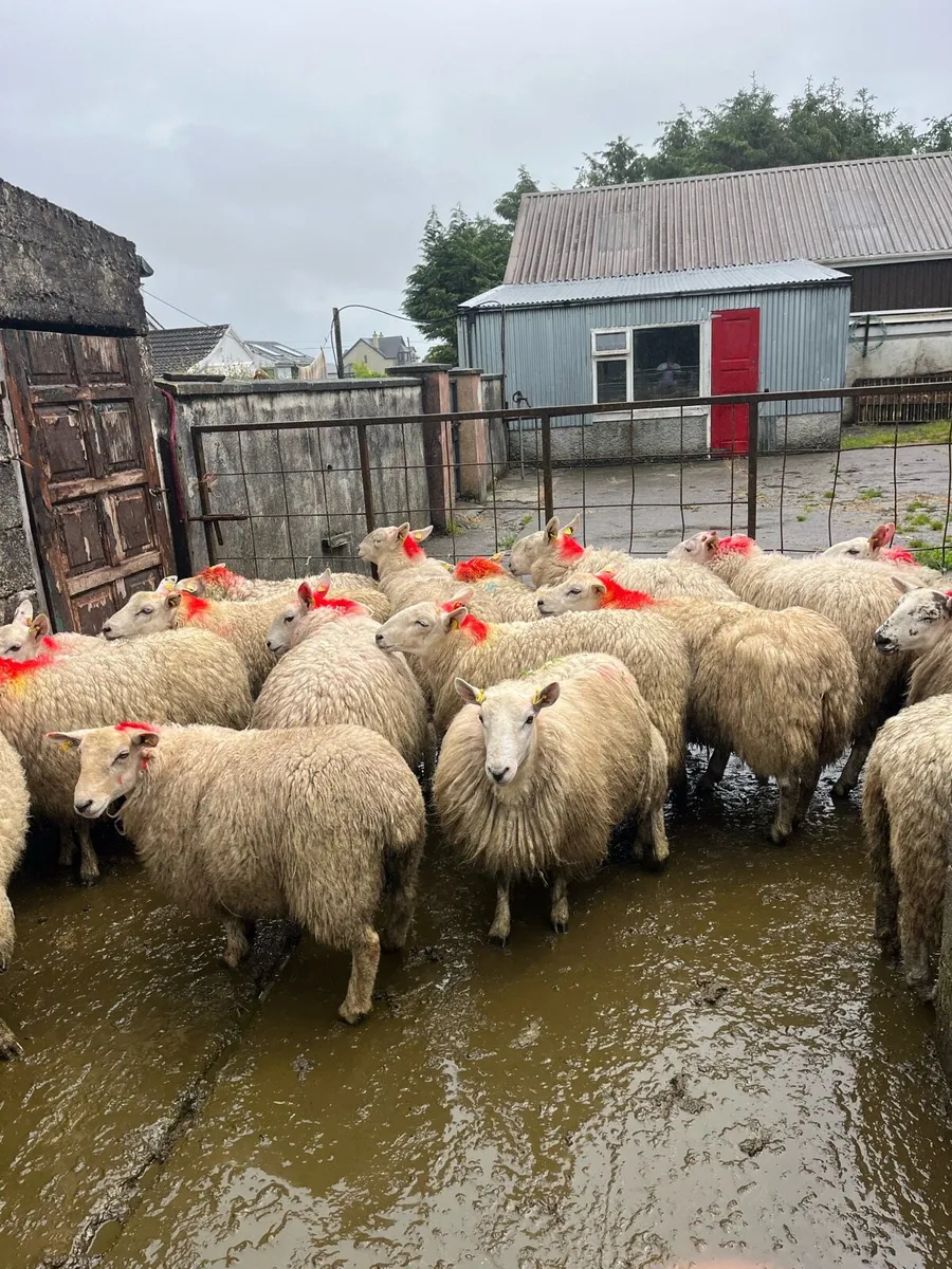 20 💥smashing Cheviot and texel ewe hoggets 💥 - Image 2