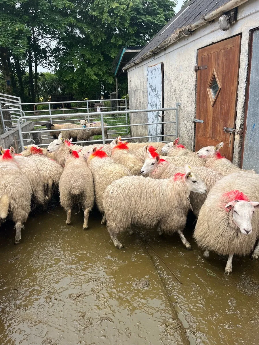 20 💥smashing Cheviot and texel ewe hoggets 💥 - Image 3
