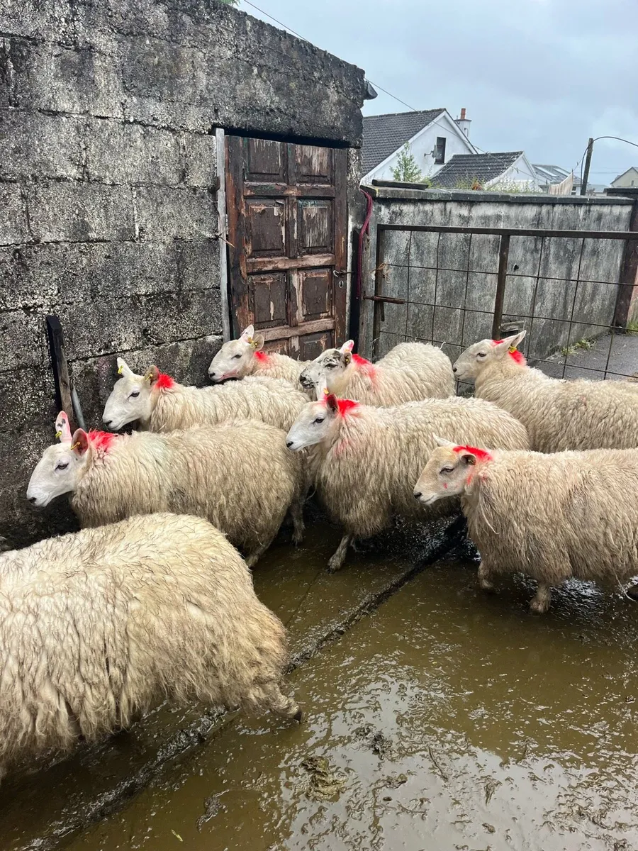 20 💥smashing Cheviot and texel ewe hoggets 💥 - Image 4