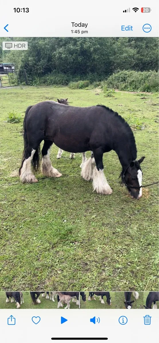 12.2 heavy pony - Image 2