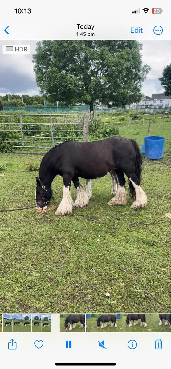 12.2 heavy pony - Image 1
