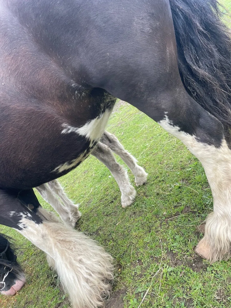 12.2 heavy pony - Image 4