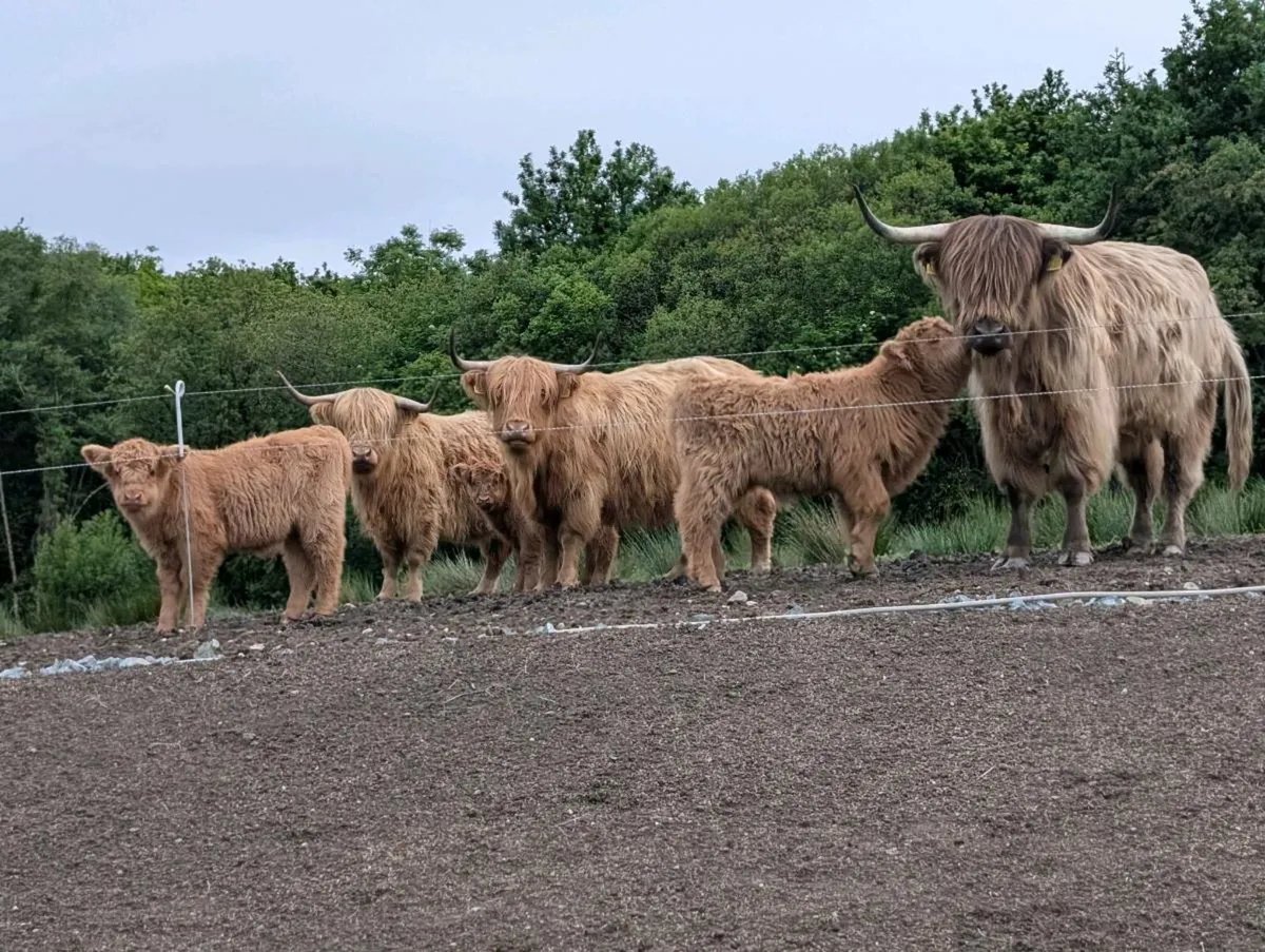 Highland heifers & calves - Image 2