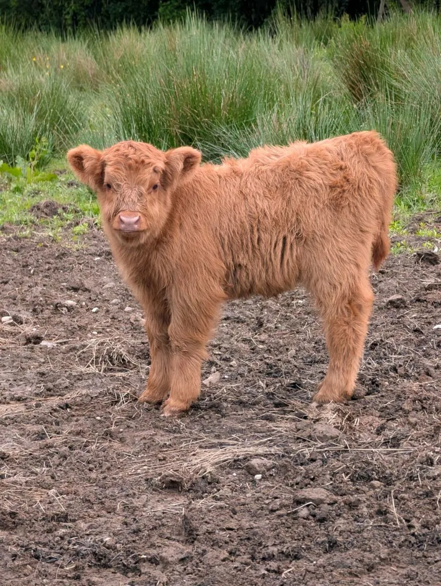 Highland heifers & calves - Image 4