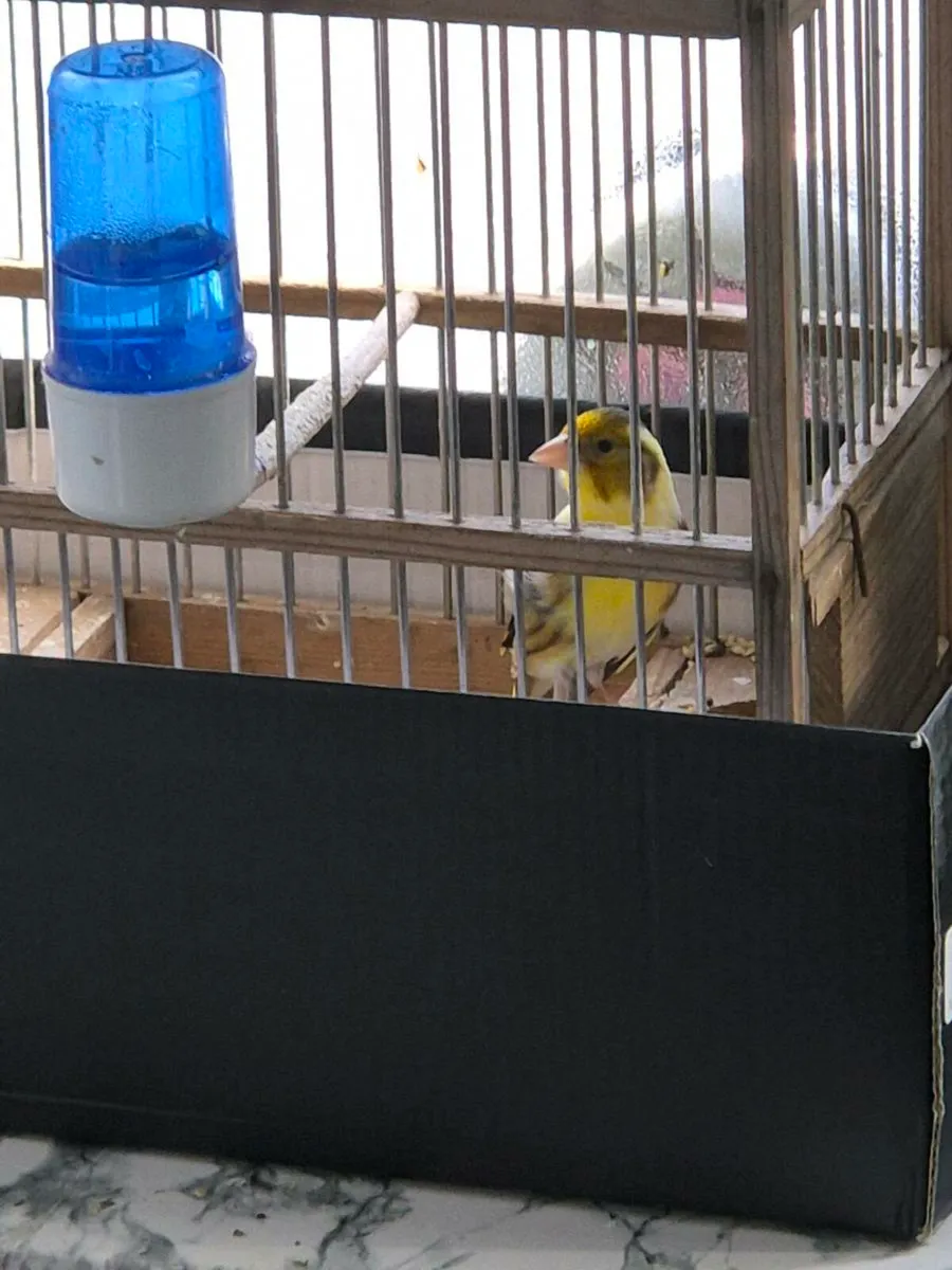 Canary x - Image 1