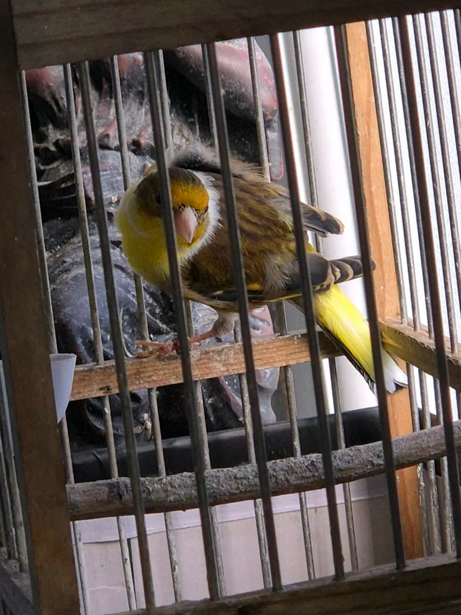 Canary x - Image 2
