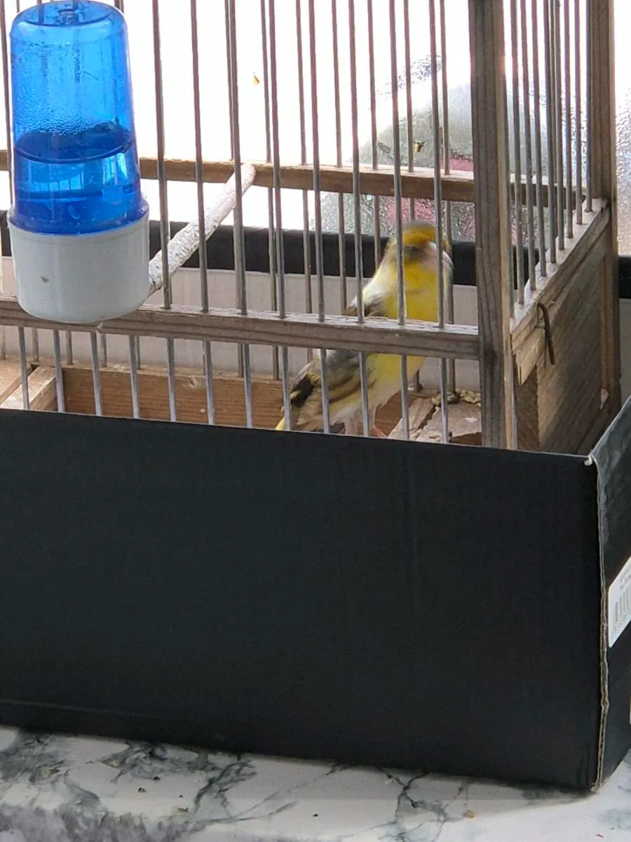Canary x - Image 4