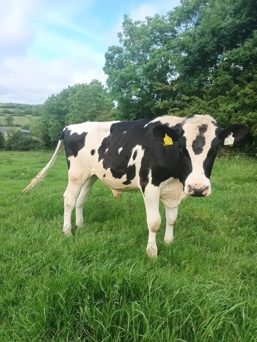Friesian bull - Image 1
