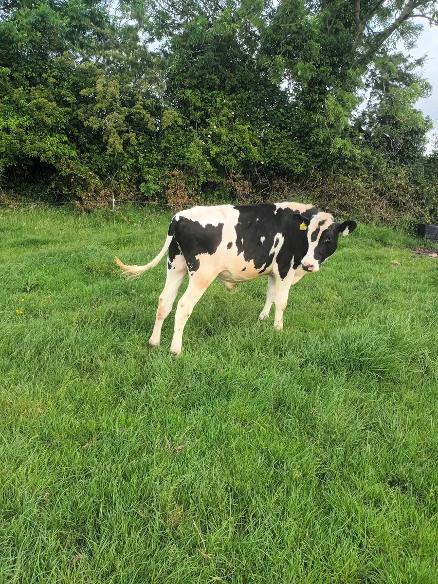 Friesian bull - Image 2