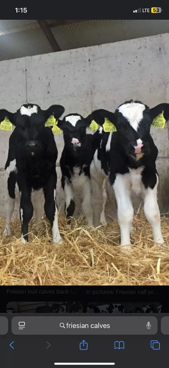 Freisan heifer  calves/weanlings wanted