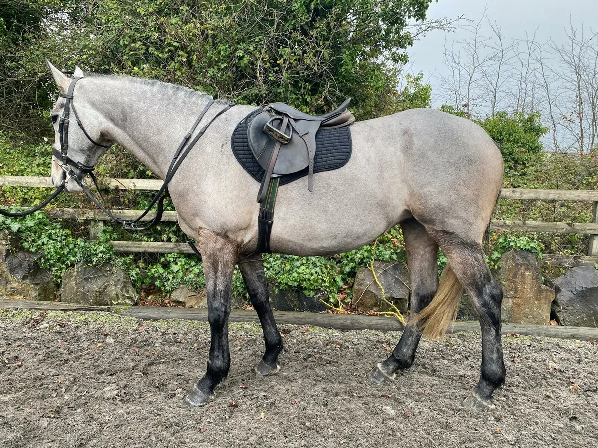 5 year old Grey Mare - Image 1
