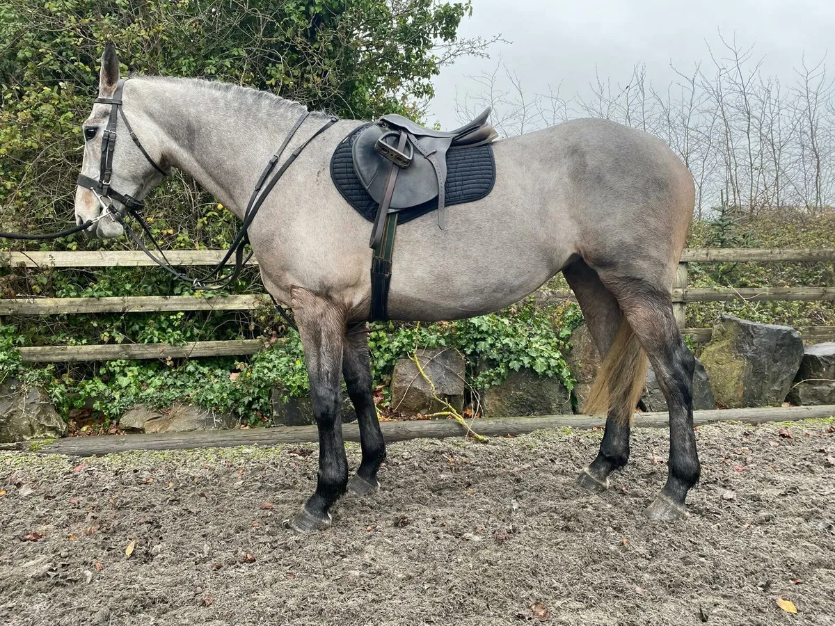 5 year old Grey Mare - Image 2