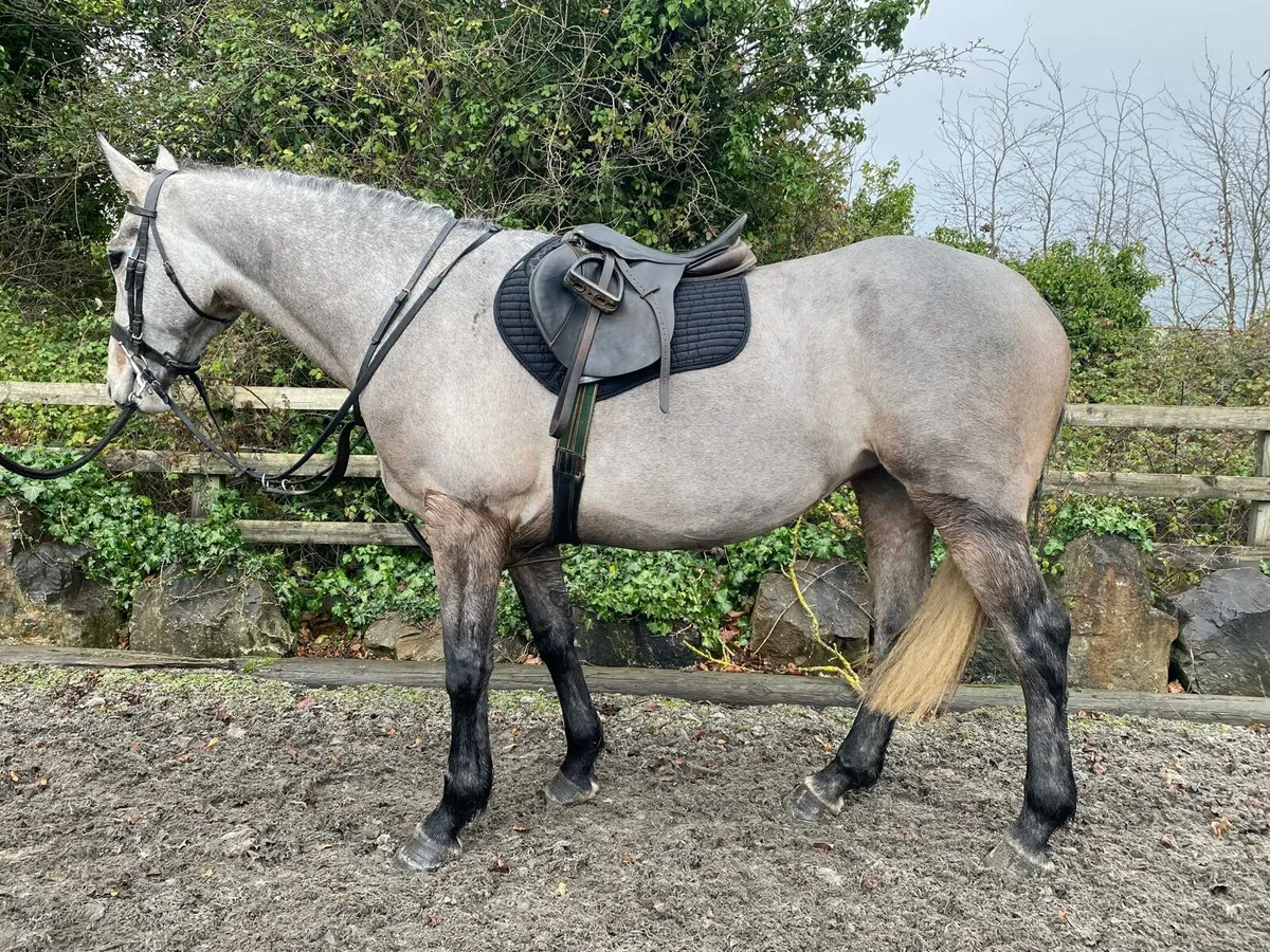 5 year old Grey Mare - Image 3