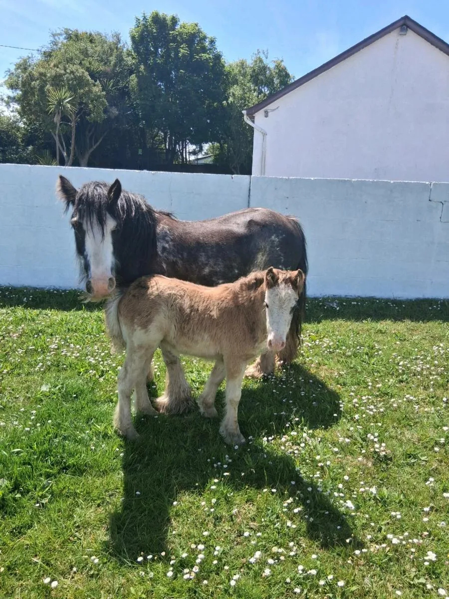 12.2hh Registered Mare with Foal at foot - Image 1