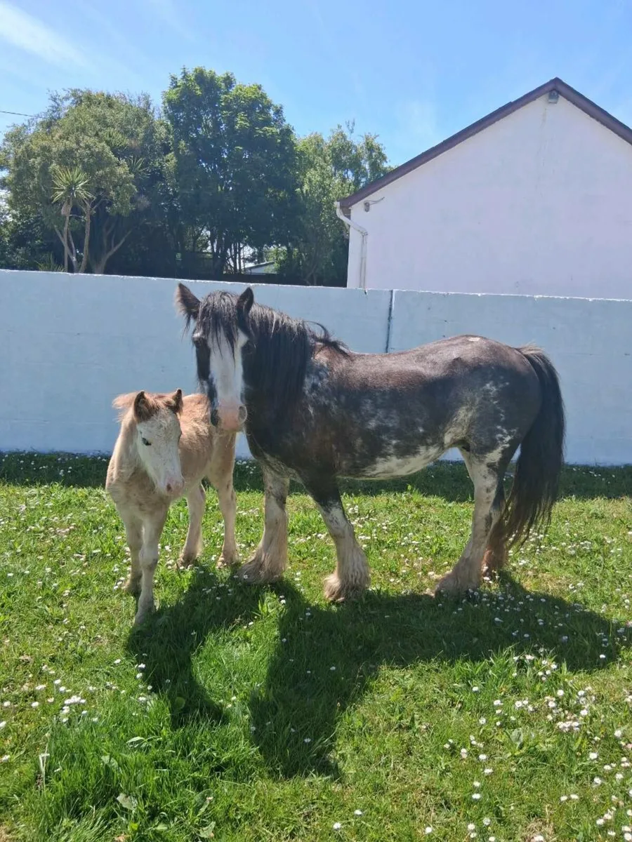 12.2hh Registered Mare with Foal at foot - Image 2