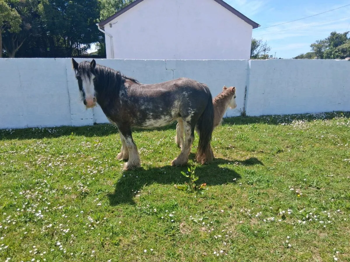 12.2hh Registered Mare with Foal at foot - Image 3