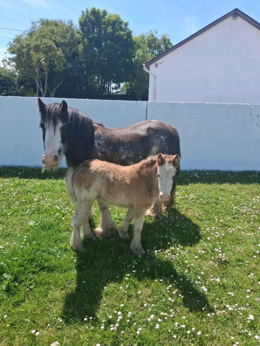 12.2hh Registered Mare with Foal at foot - Image 4