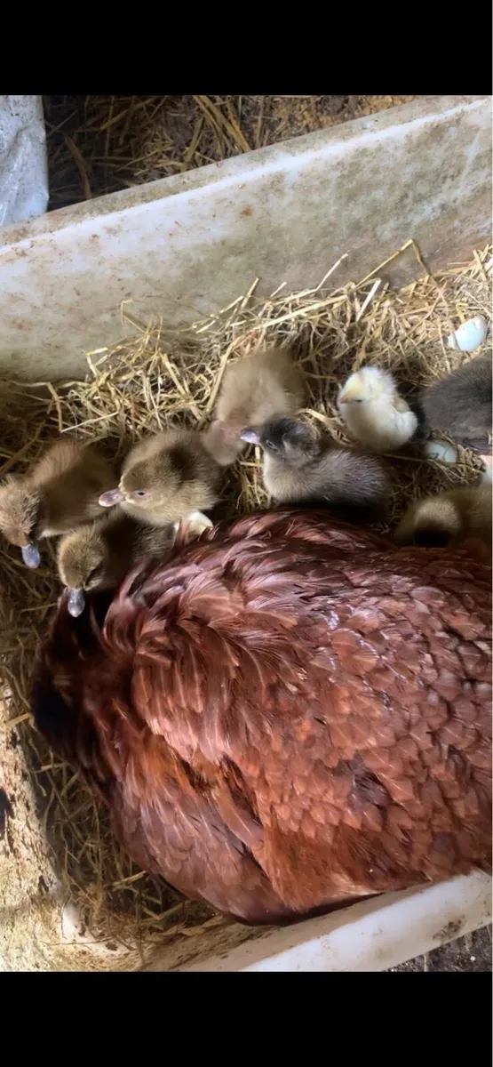 Poultry - Image 2