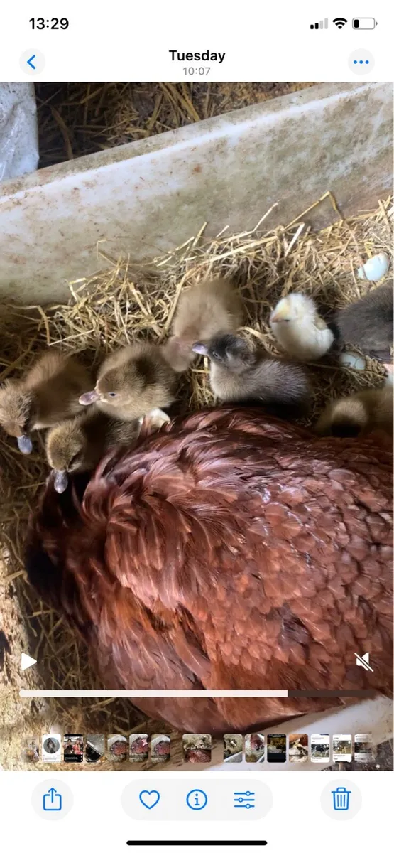 Poultry - Image 3