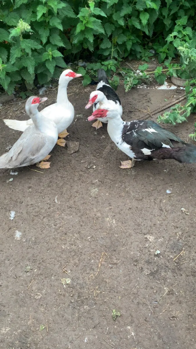 Poultry - Image 4