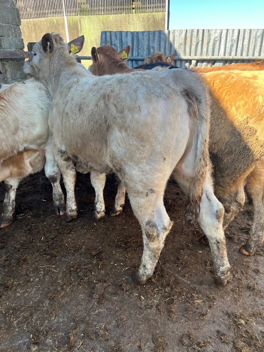 Store heifers - Image 1