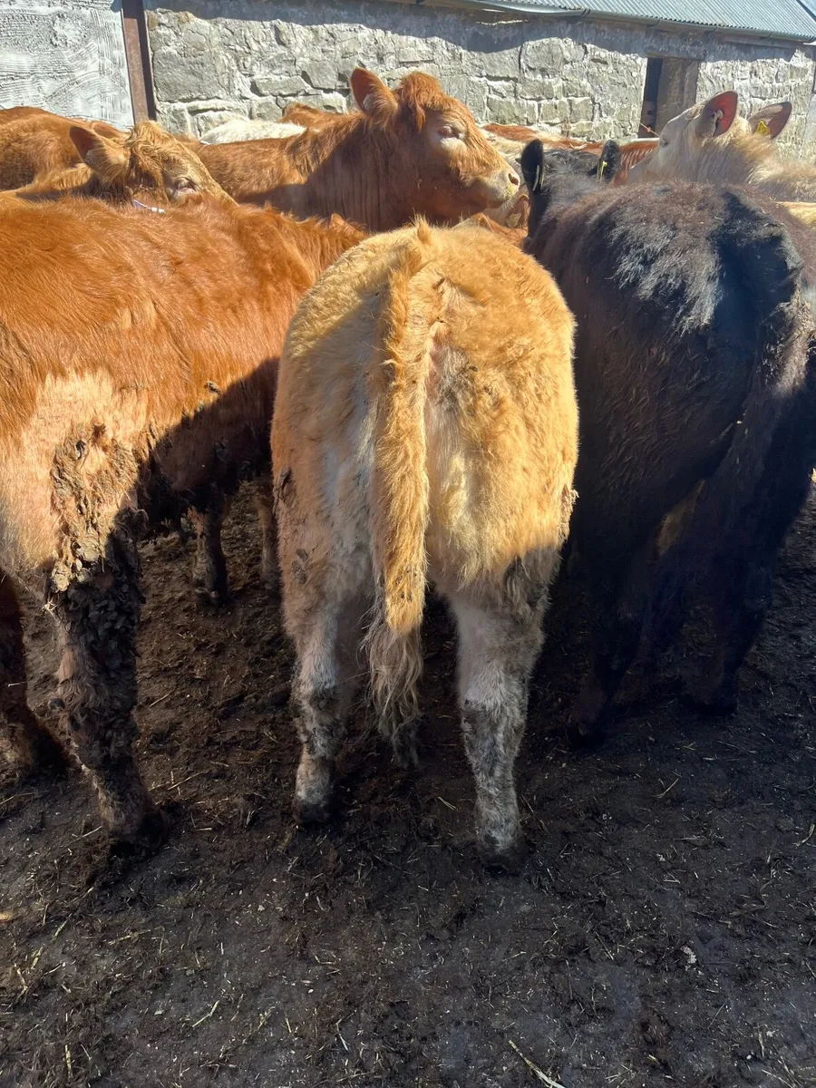 Store heifers - Image 3