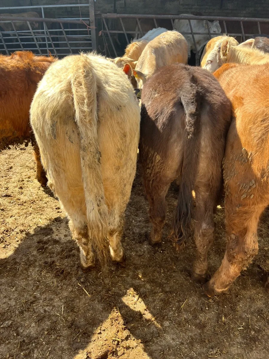 Store heifers - Image 4