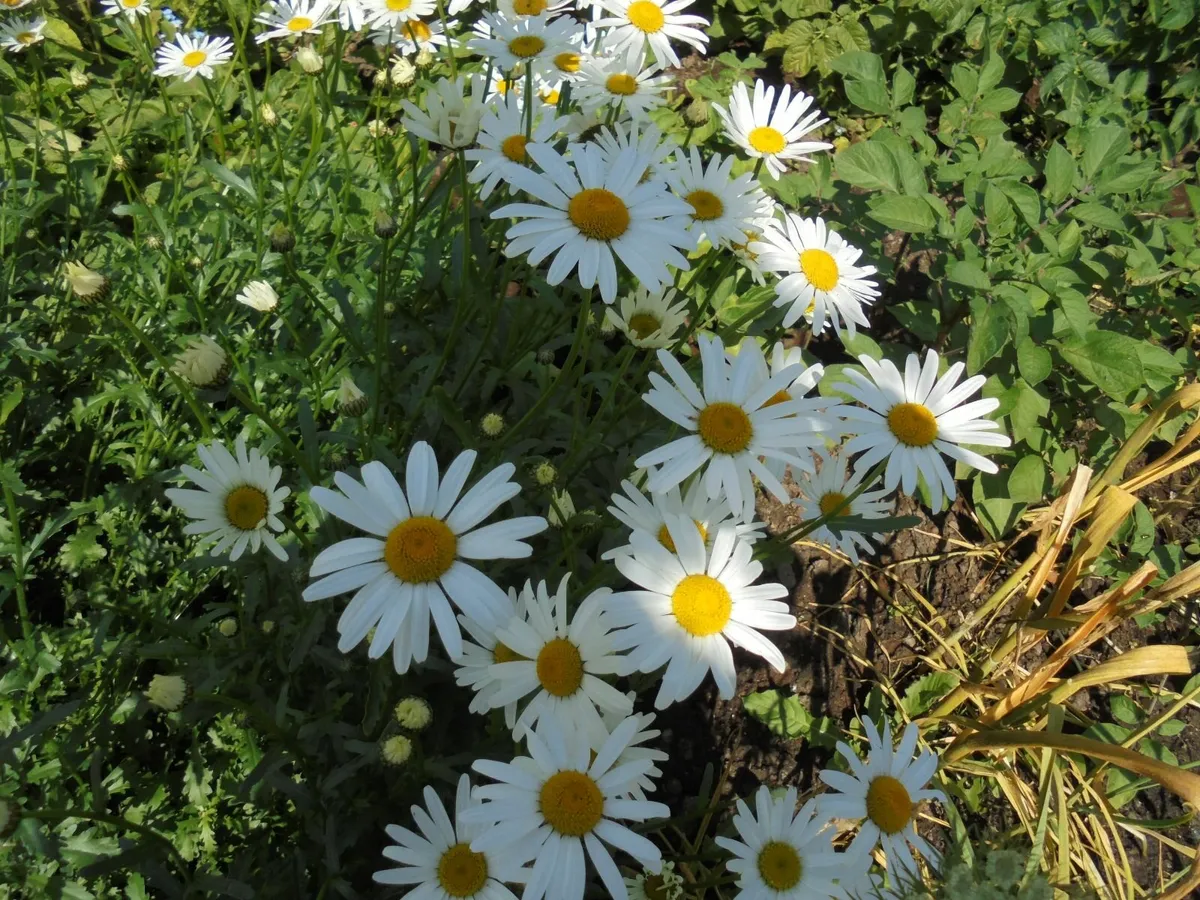 Daisy plants