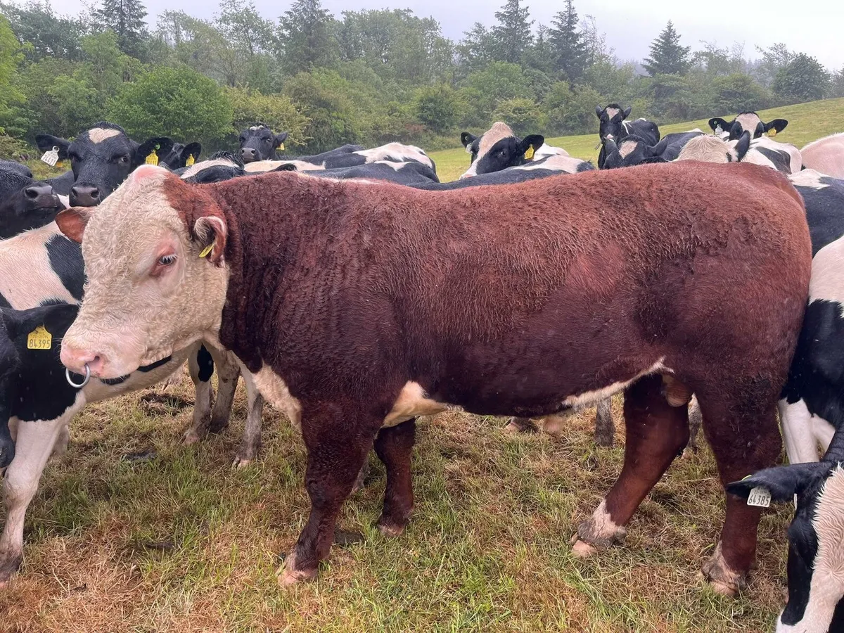 Hereford Bull - Image 1