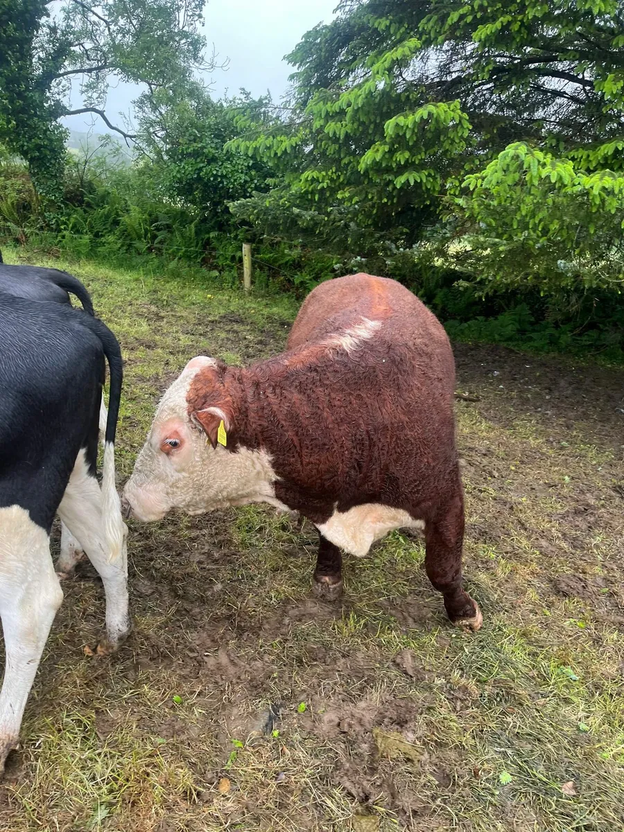 Hereford Bull - Image 2