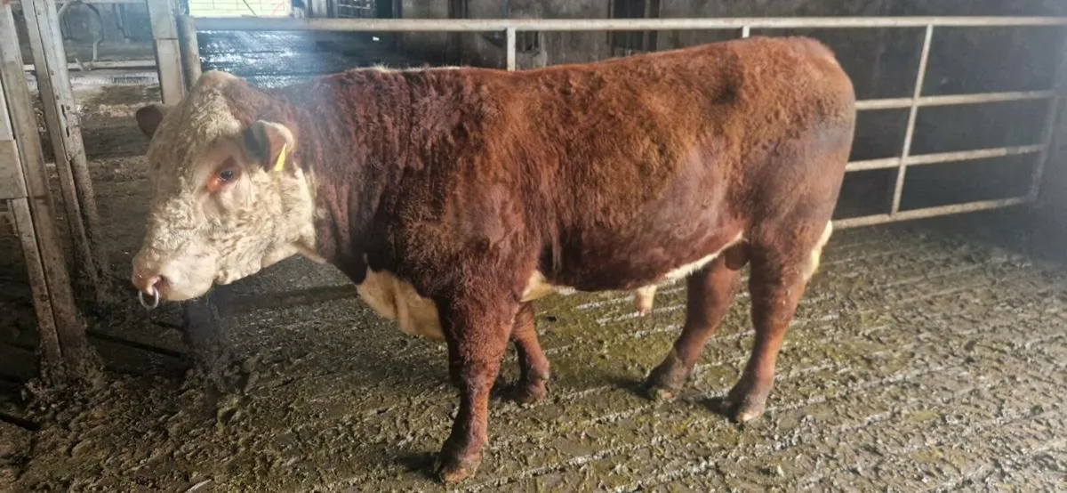 Hereford Bull - Image 4