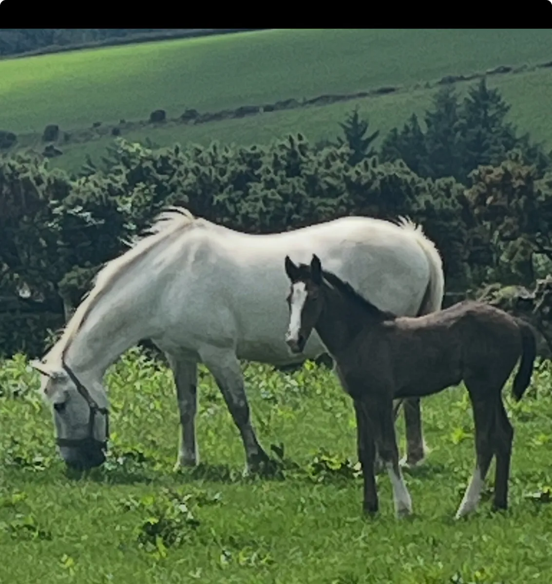 Irish draught mare and filly foal - Image 1
