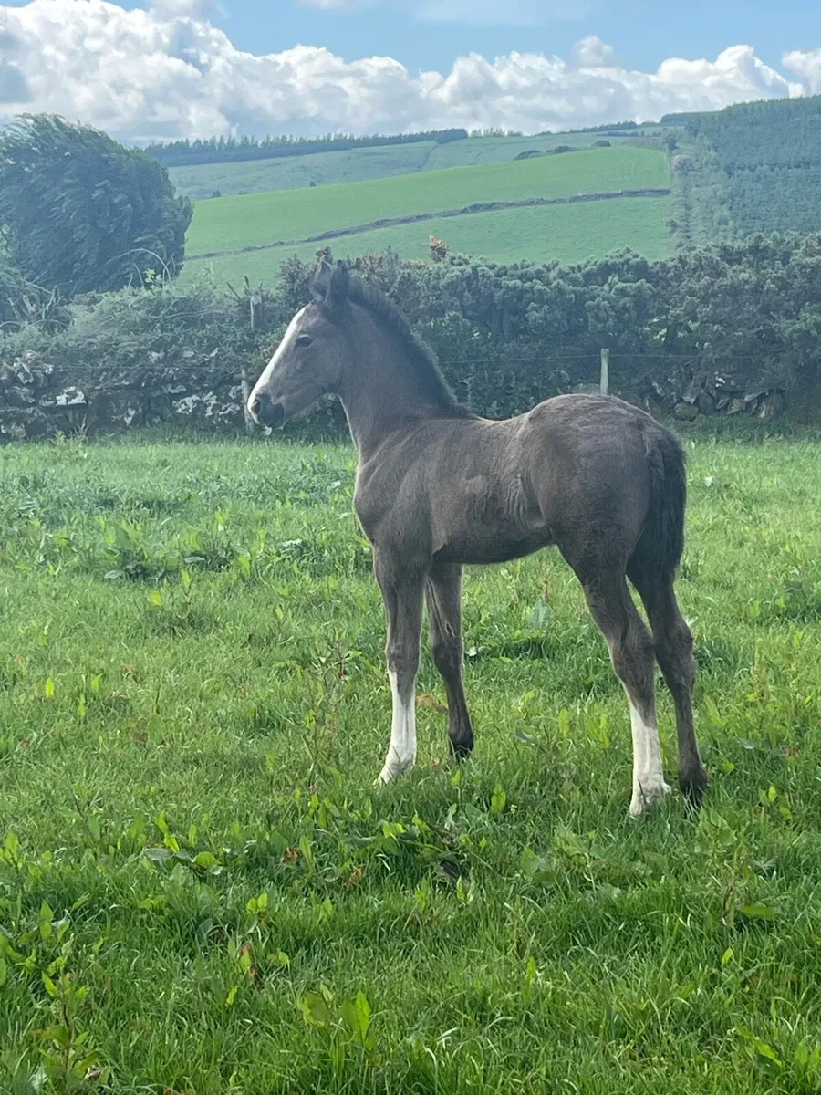 Irish draught mare and filly foal - Image 2