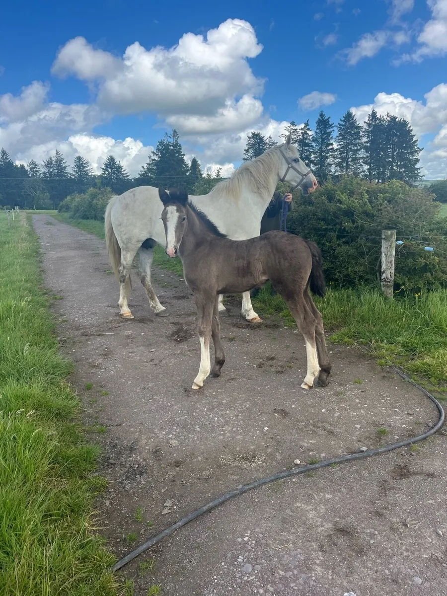 Irish draught mare and filly foal - Image 3