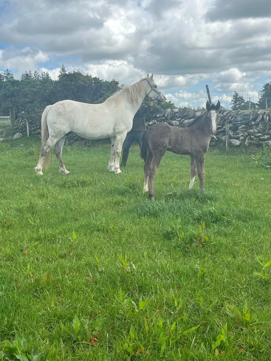Irish draught mare and filly foal - Image 4