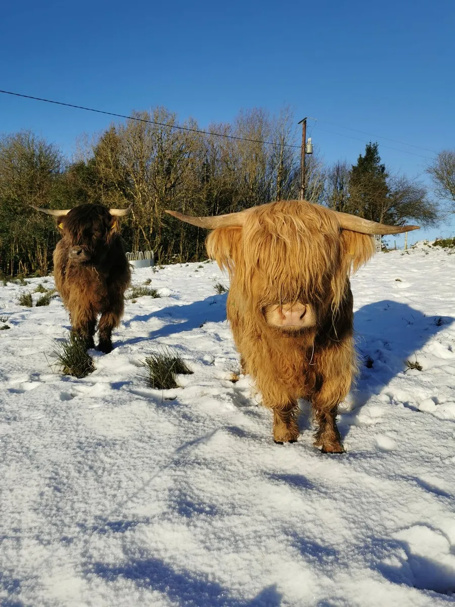 Highland heifers & calves - Image 1