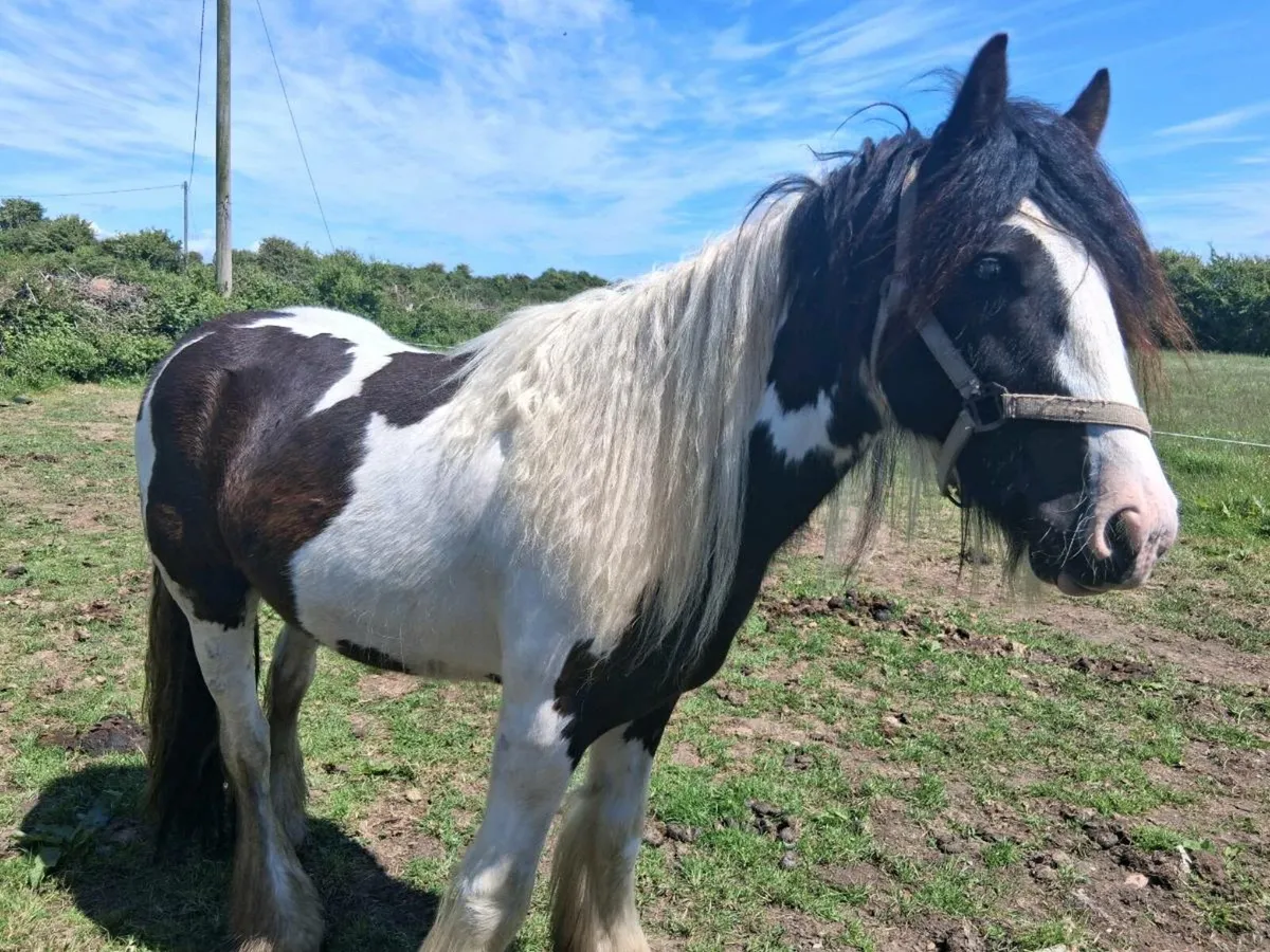 14.1hh Coloured Gelding - Image 2