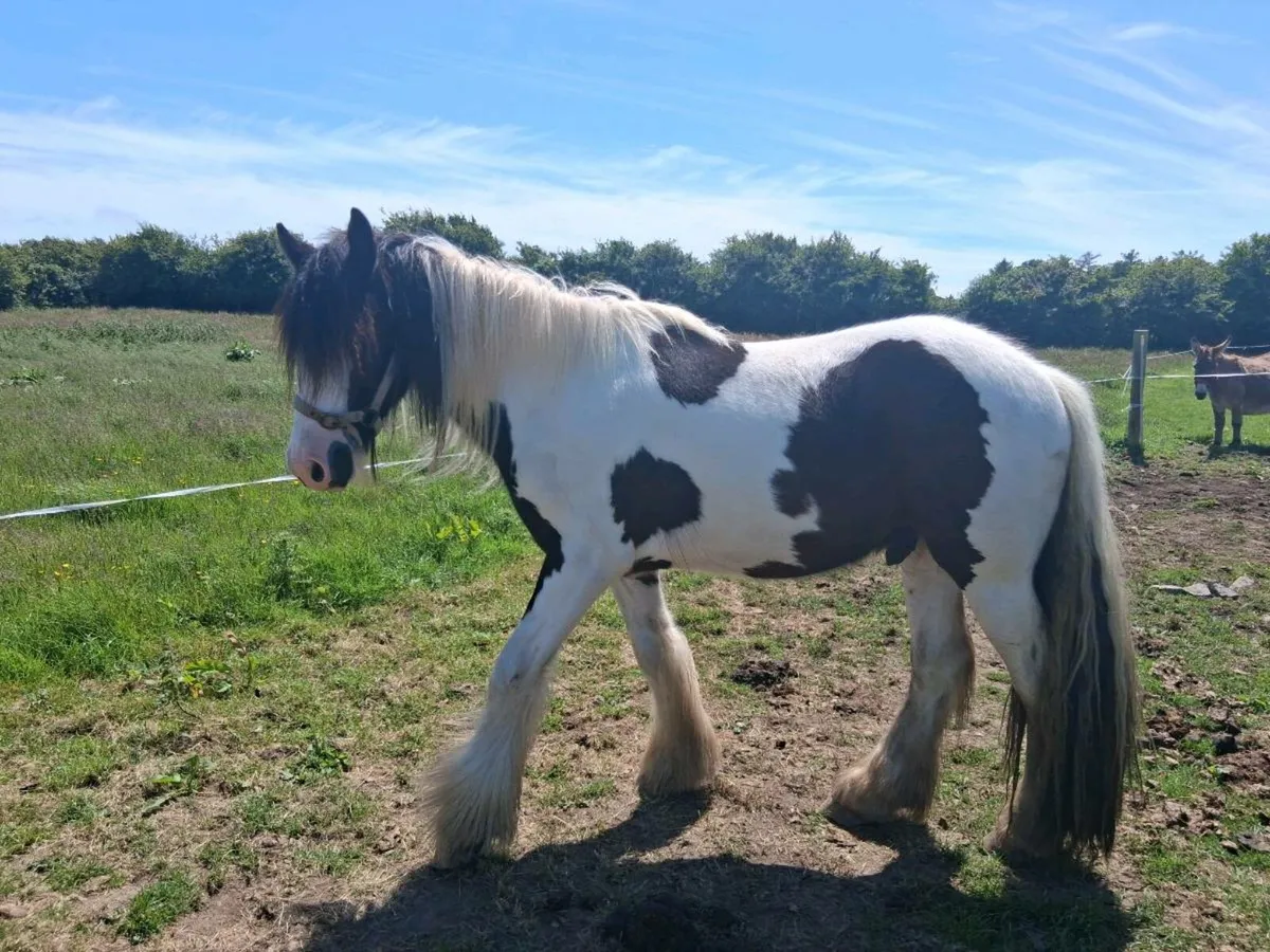 14.1hh Coloured Gelding - Image 3