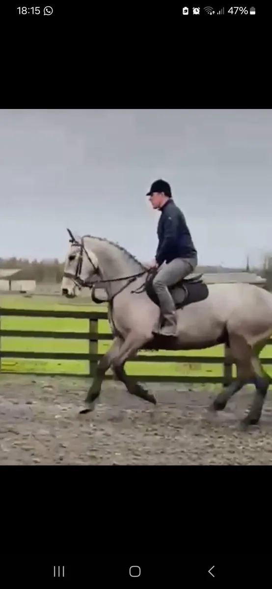 5 year old Grey Mare - Image 4