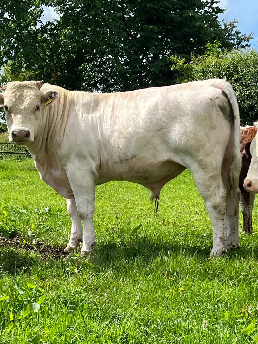 ⭐️⭐️⭐️⭐️⭐️ shorthorn bull - Image 1