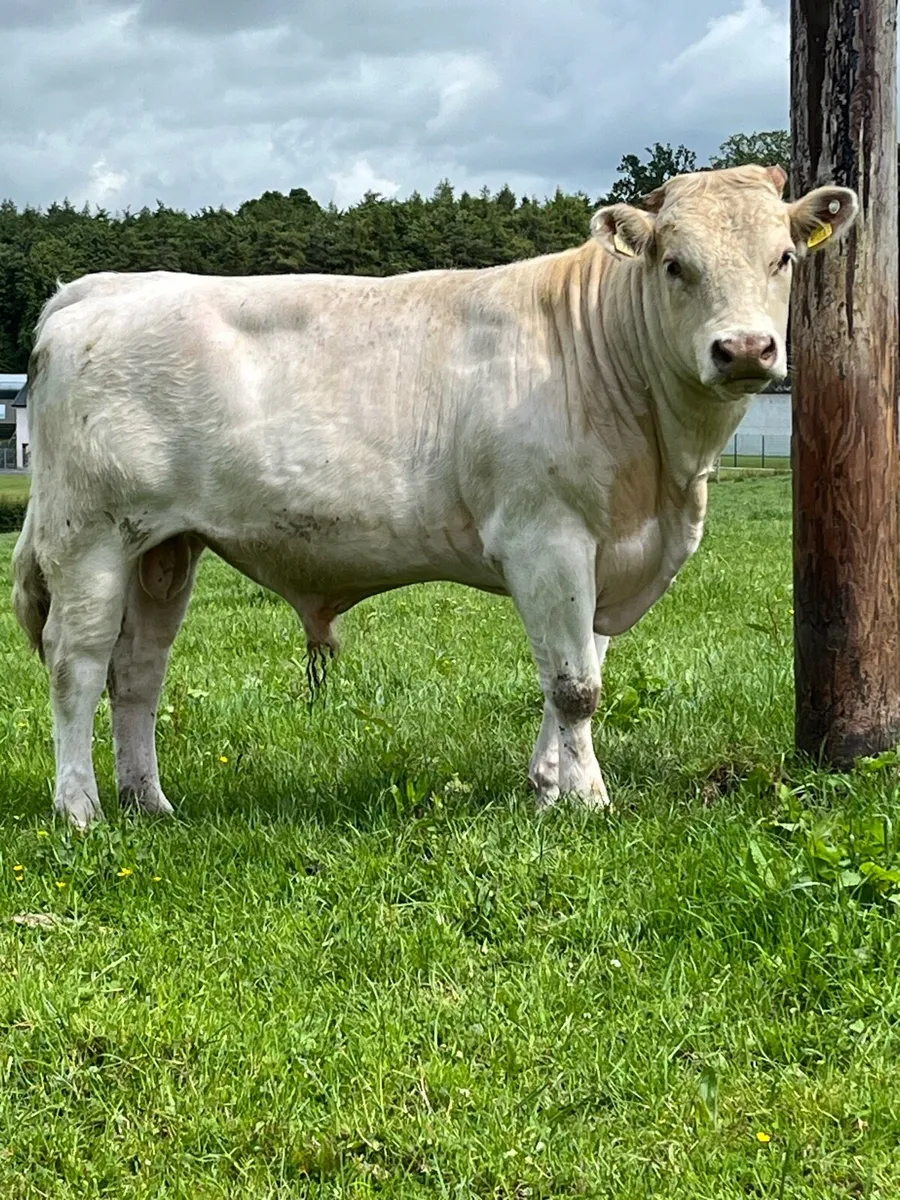 ⭐️⭐️⭐️⭐️⭐️ shorthorn bull - Image 2