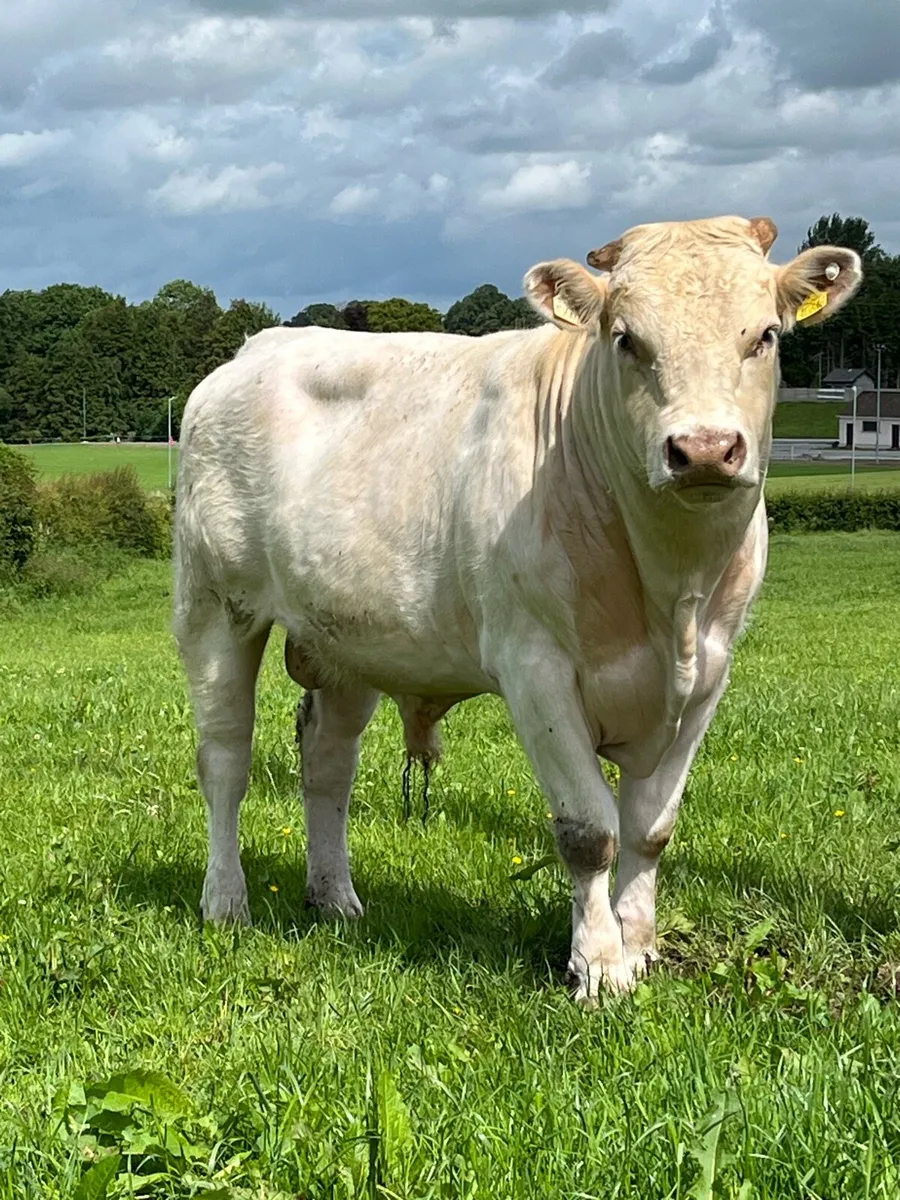 ⭐️⭐️⭐️⭐️⭐️ shorthorn bull - Image 3